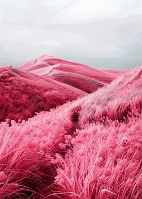 Pink Sand Dunes