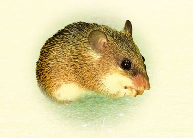 Cairo spiny mouse
