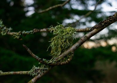 Mossy Branch