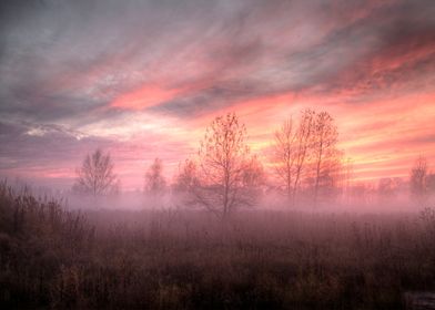 Trees and Fog