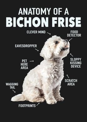 Bichon frise