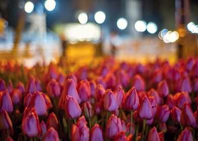 Tulips by night