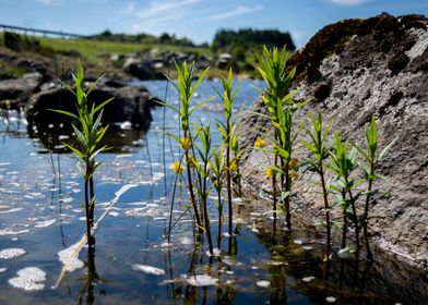 Water Plants