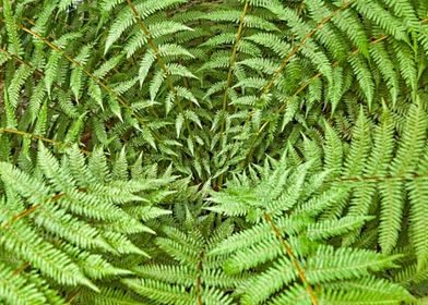 Fern