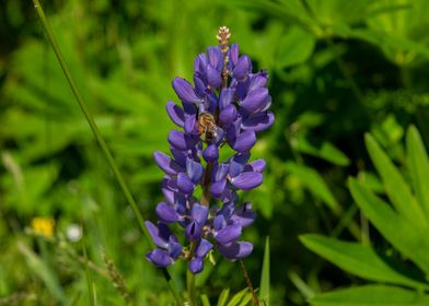 Flower Bee