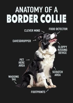 Border collie