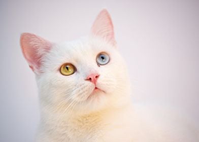 Cat With Dual Eye Color