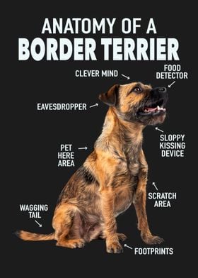 Border terrier