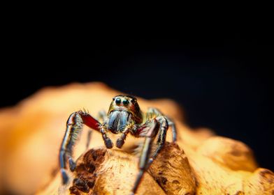 Hyllus diardi jump spider 