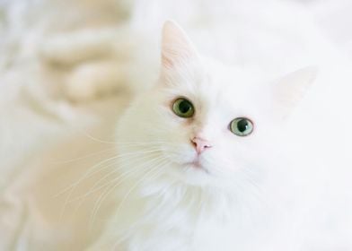 White Cat