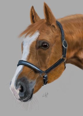 Realistic Horse