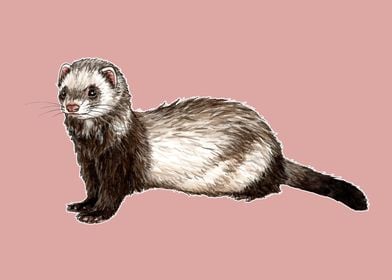 Ferret