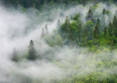 Foggy forest