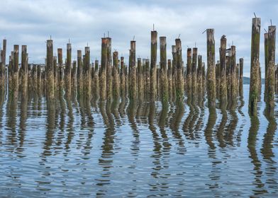 Poetry of Water and Wood