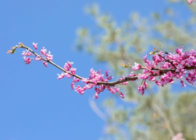 Blooming redbud tree