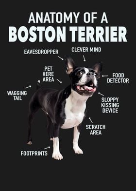 Boston terrier