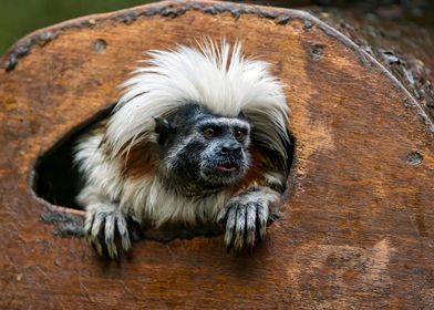 Tamarin