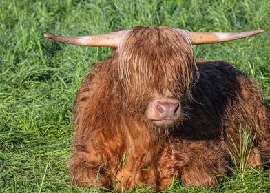 SCOTTISH HIGHLAND CATTLE