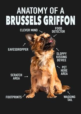 Brussels griffon