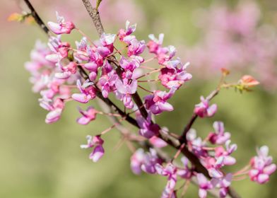 Bright blooming redbuds
