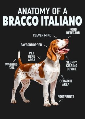 Bracco italiano