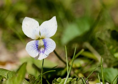 White violet blooming