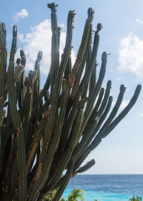 Caribbean Cactus Dream 1