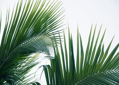 Lush Caribbean Palms 8