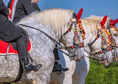 HORSE PROCESSION