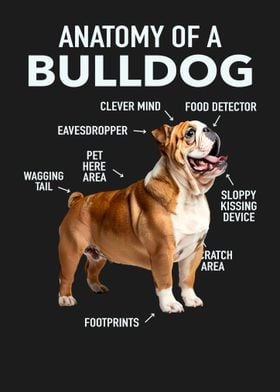 Bulldog