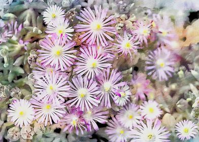  daisy in bloom in spring