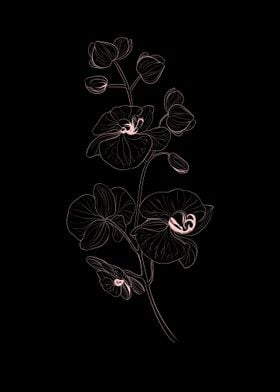Line Art Orchid Flower