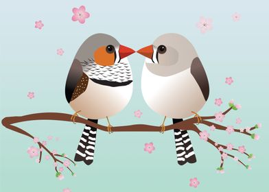  A couple zebra finches