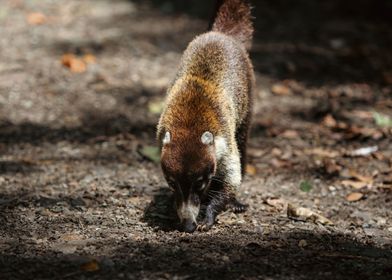 White Nosed Coati