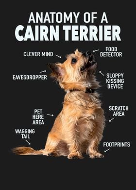 Cairn terrier