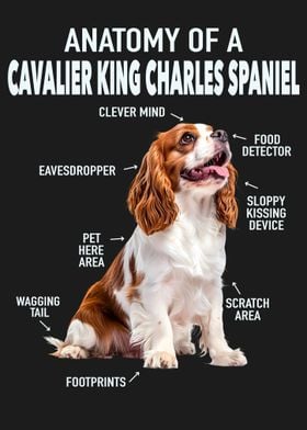 Cavalier king charles span