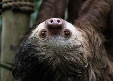 Two Toed Sloth Costa Rica