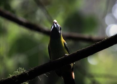 Emerald Toucanet