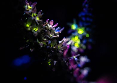 UV Fluorescent Flowers