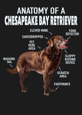 Chesapeake bay retriever