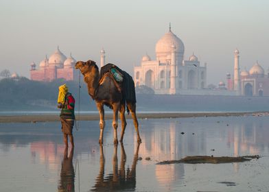 Taj Mahal and camel India