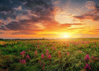 Summer field full of grass