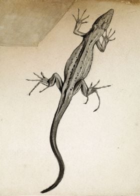 Lizard Study Sketch