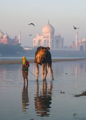Camel and Taj Mahal India