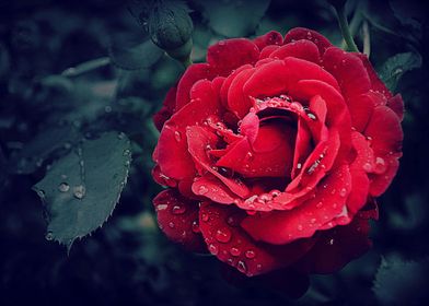 Red Rose