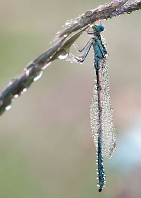 Dragonfly in the dew
