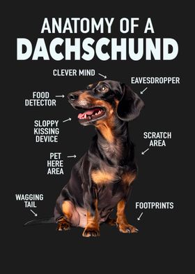 Dachshund