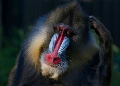 Mandrill