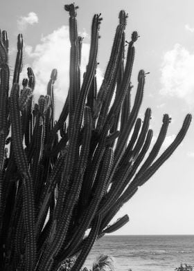 Caribbean Cactus Dream 2