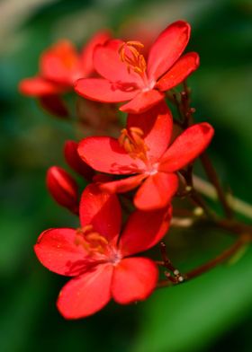 Three Red Little Flowers